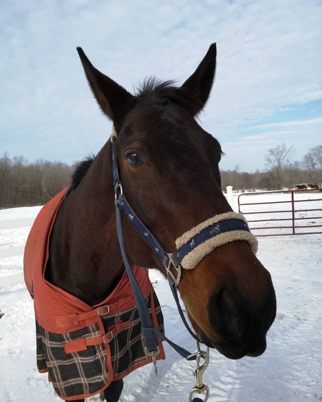 DreamCatcher Farm | 3185 McGarvey Rd, Inverary, ON K0H 1X0, Canada | Phone: (613) 353-9004