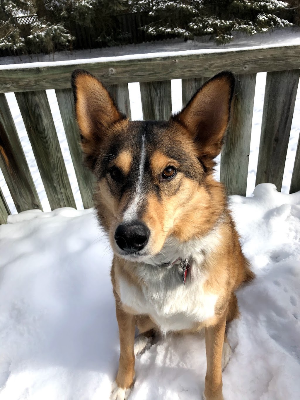 Wandering Paws Pet Services | 13 Buce Ave, Bradford, ON L3Z 2C4, Canada | Phone: (905) 252-5503