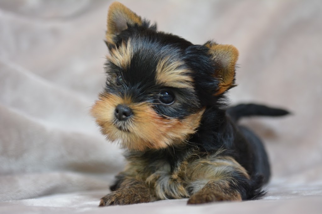 Élevage Depasquiet - Yorkshire Terrier | 357 Chem. Lavallée, Hemmingford, QC J0L 1H0, Canada | Phone: (514) 237-8300