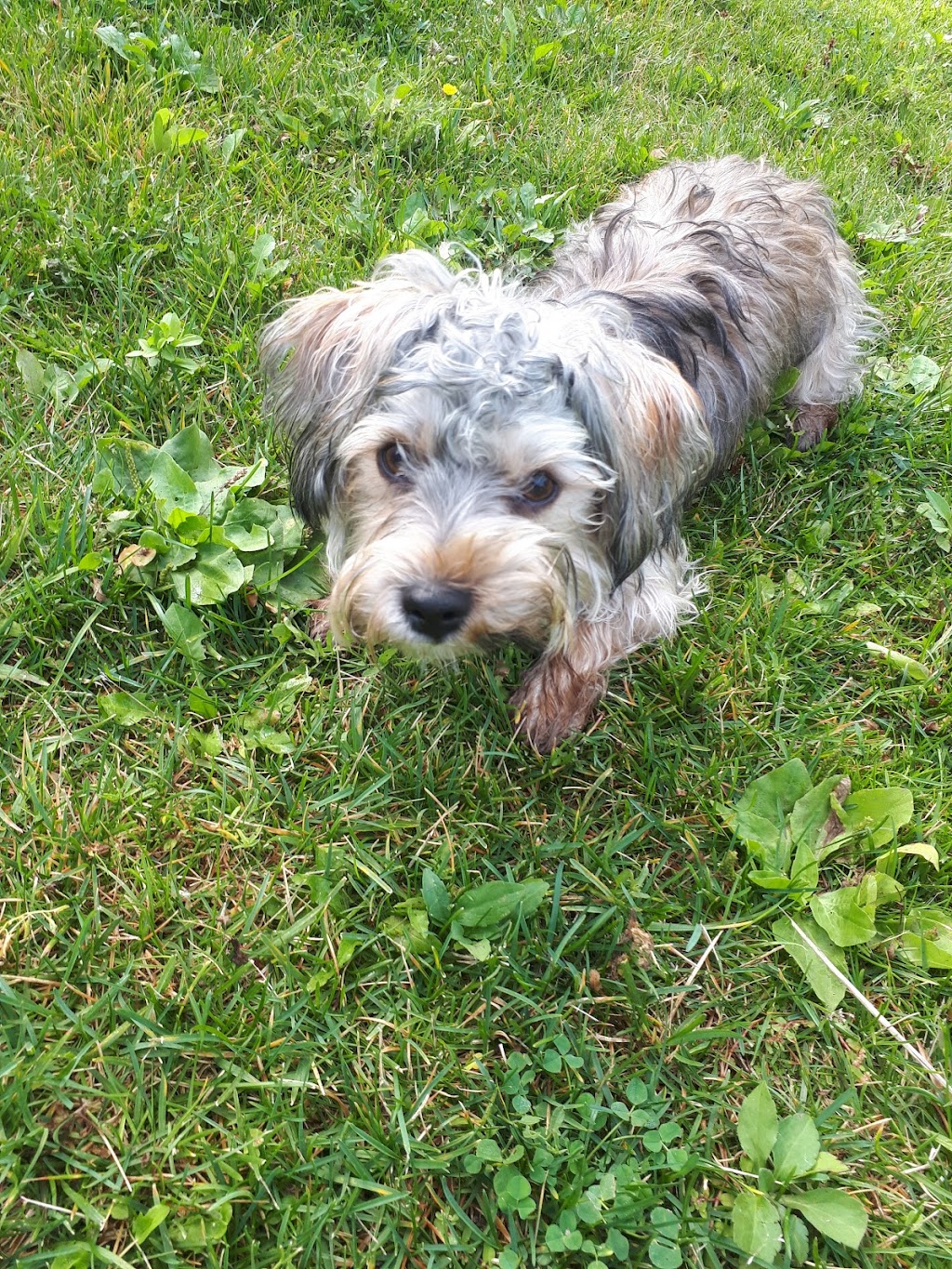 Fusion Pet Service | Magnolia Dr, Hamilton, ON L9C 5Z3, Canada | Phone: (905) 807-3346