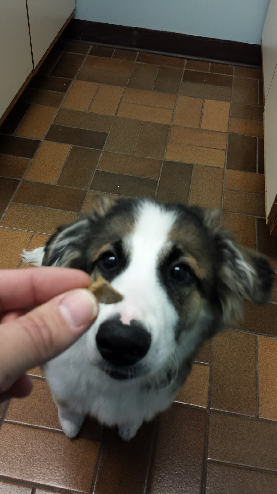 Norwood Veterinary Services | 4248 Hwy 7, Norwood, ON K0L 2V0, Canada | Phone: (705) 639-2333