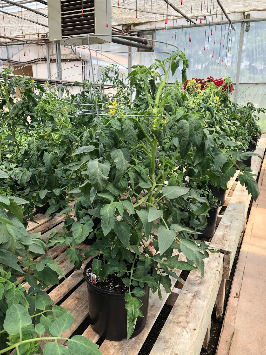 Masfrankc Garden Centre | 2188 West Corner Drive (Just North of Parkhill on Grand Bend Rd) Parkhill, ON, Canada, North Middlesex, ON N0M 2K0, Canada | Phone: (519) 294-0055