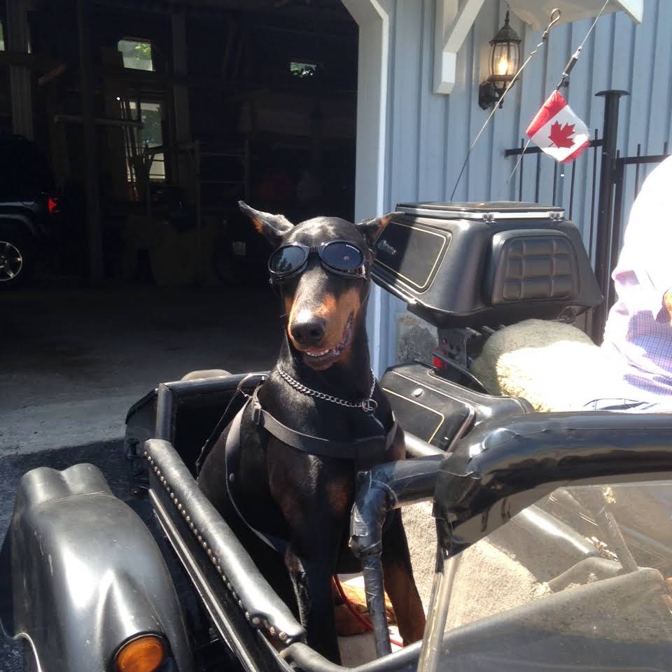 Gatehouse Kennel Bed & Biscuit | 397531 10 Concession, Owen Sound, ON N4K 5N8, Canada | Phone: (519) 374-5205