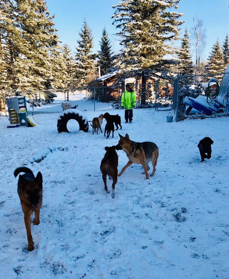 Sticks n Bones Dog Daycare, Boarding and Training | 2543 Innisfil Beach Rd, Innisfil, ON L9S 4C1, Canada | Phone: (705) 436-4545