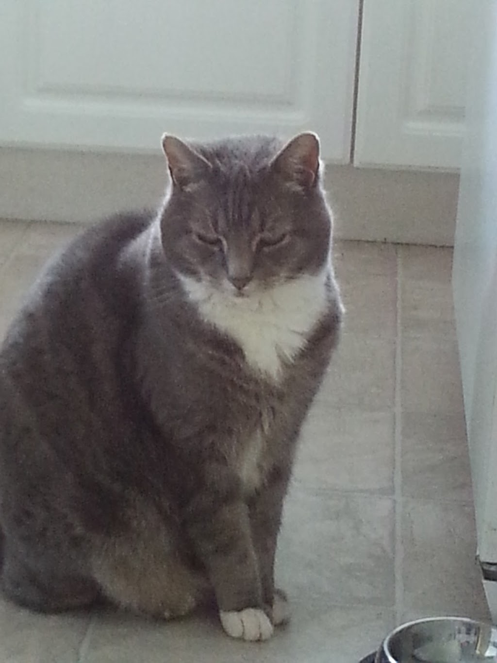 Sooke Veterinary Hospital | 6520 Sooke Rd, Sooke, BC V9Z 0G8, Canada | Phone: (250) 642-4413