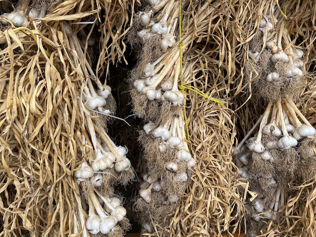 Mangat farms garlic and U-pick blueberries | 17327 32 Ave, Surrey, BC V3S 0L5, Canada | Phone: (778) 240-5044