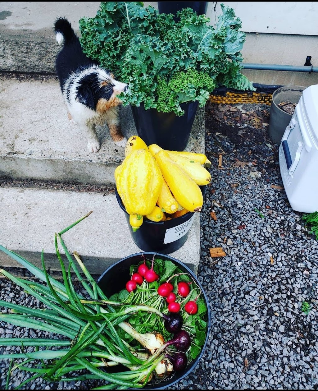 Bird Road Veggies | 180 Bird Rd, Quinte West, ON K0K 3E0, Canada | Phone: (613) 847-7065