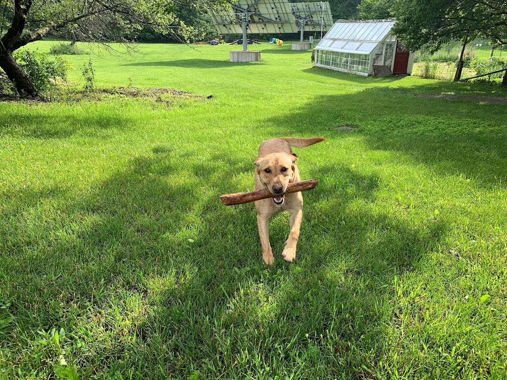 Dream Acres Pet Resort | 355 Bowland Rd, Clayton, ON K0A 1P0, Canada | Phone: (613) 256-0687