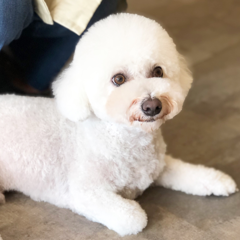 DogStar⭐️pet boutique&grooming spa | CA, 292 Eglinton Ave W, Toronto, ON M4R 1B2, Canada | Phone: (647) 797-2248