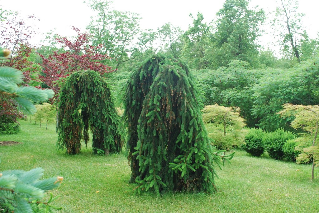 Cerelli Tree Farm | 8042 Appleby Line, Milton, ON L9T 2Y1, Canada | Phone: (905) 299-9677