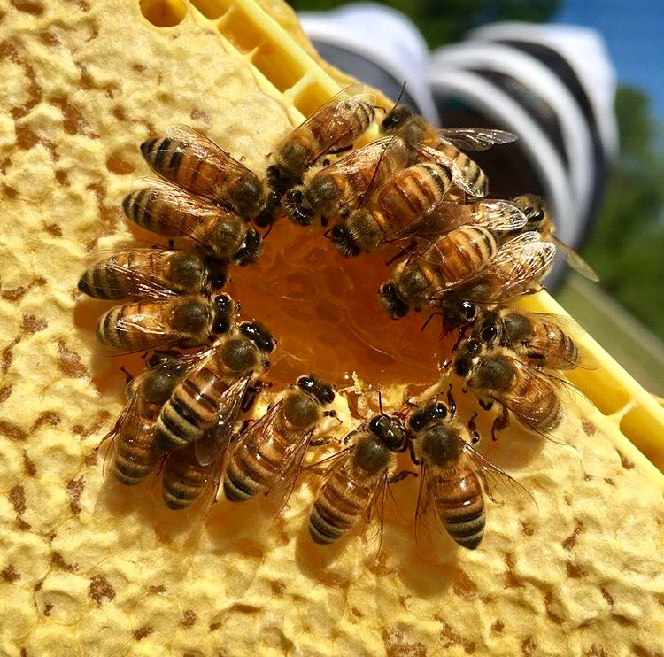 Vanessas Bees | 1730 Front Rd, St Williams, ON N0E 1P0, Canada | Phone: (877) 743-8687