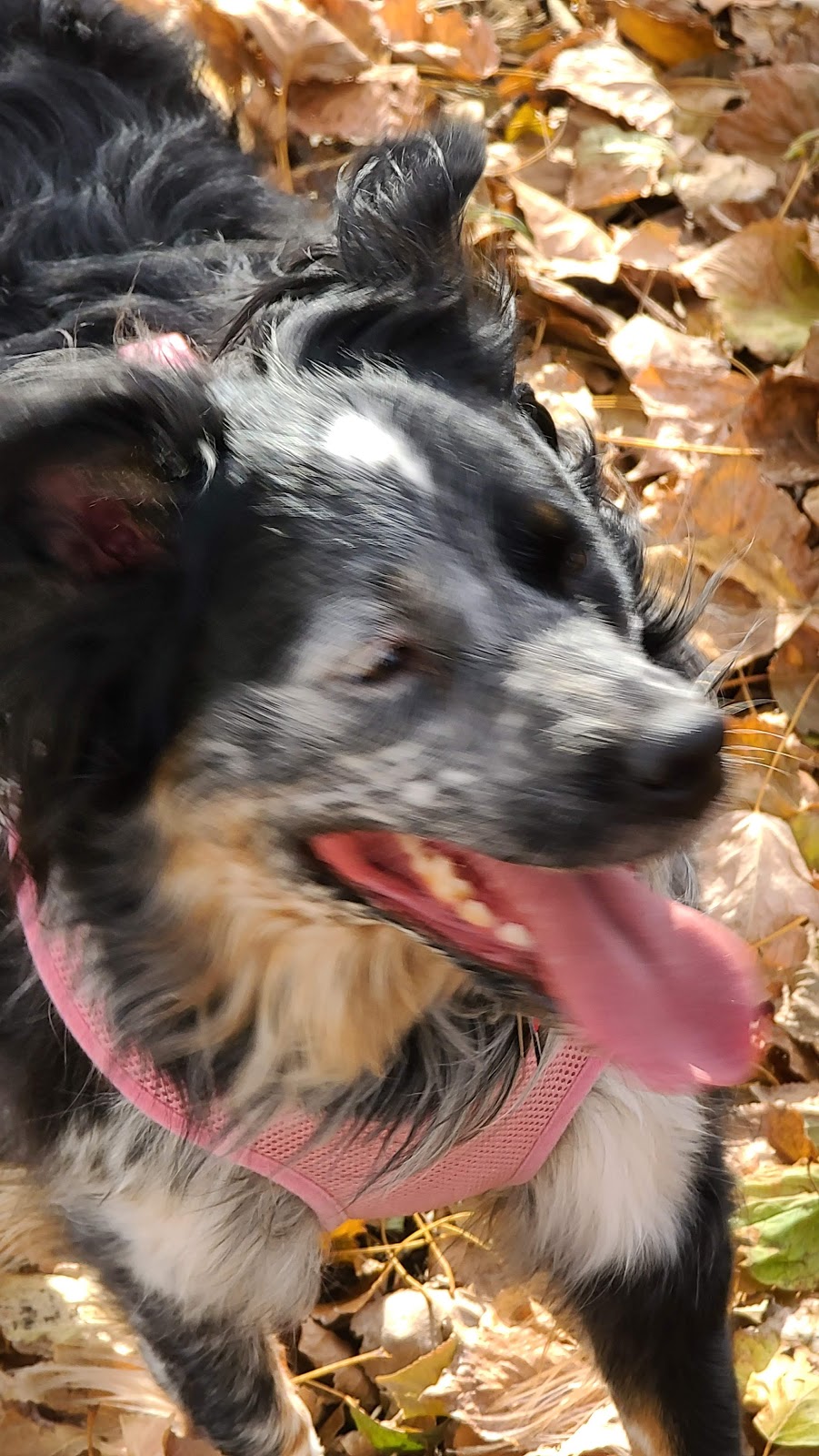 High Tails Pet Resort Inc. | 261178 RR290, Alberta T4A 0P7, Canada | Phone: (403) 226-0036