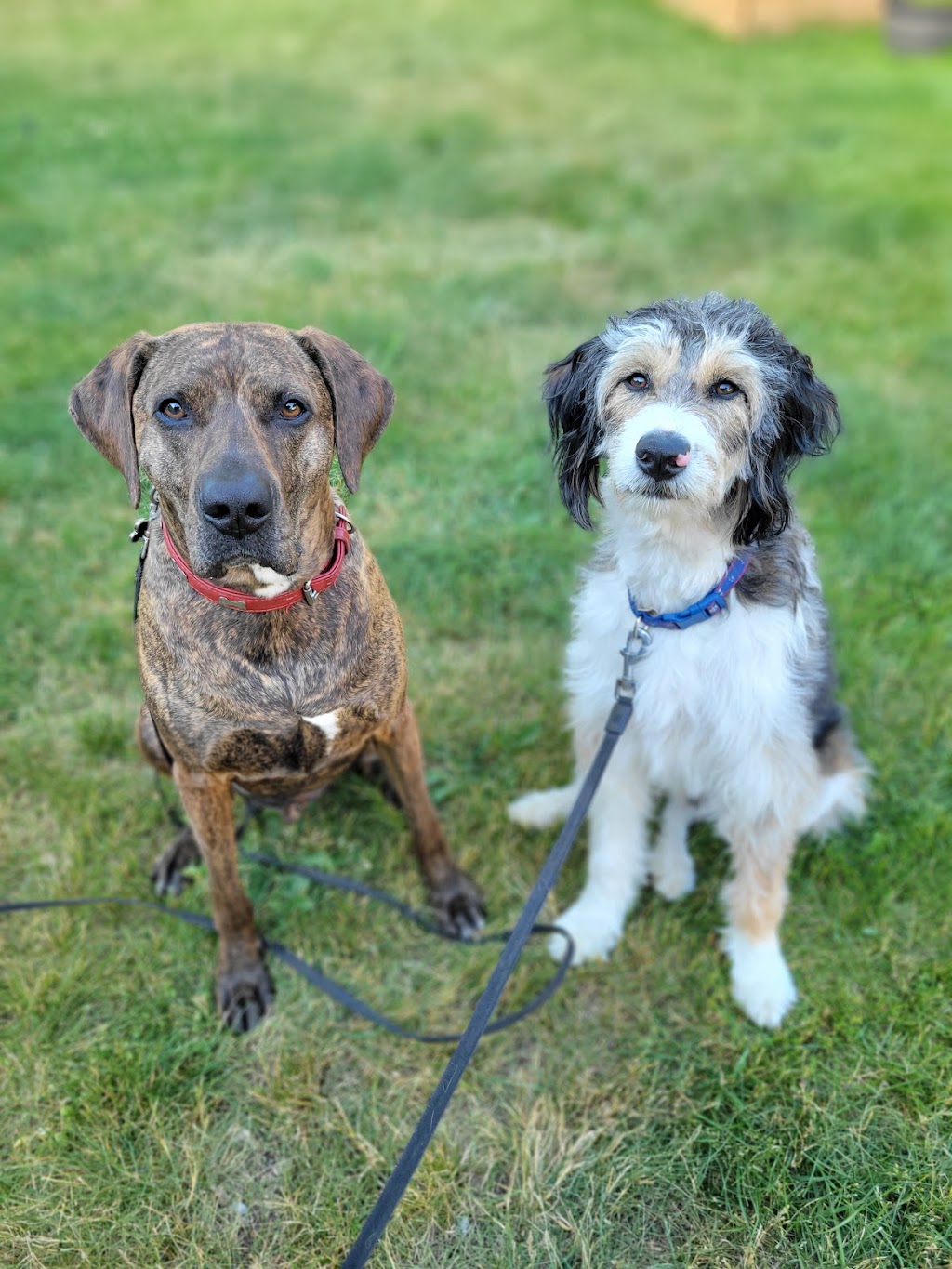 Big Puppy love | 313 Percy St, Waubaushene, ON L0K 2C0, Canada | Phone: (416) 697-8330