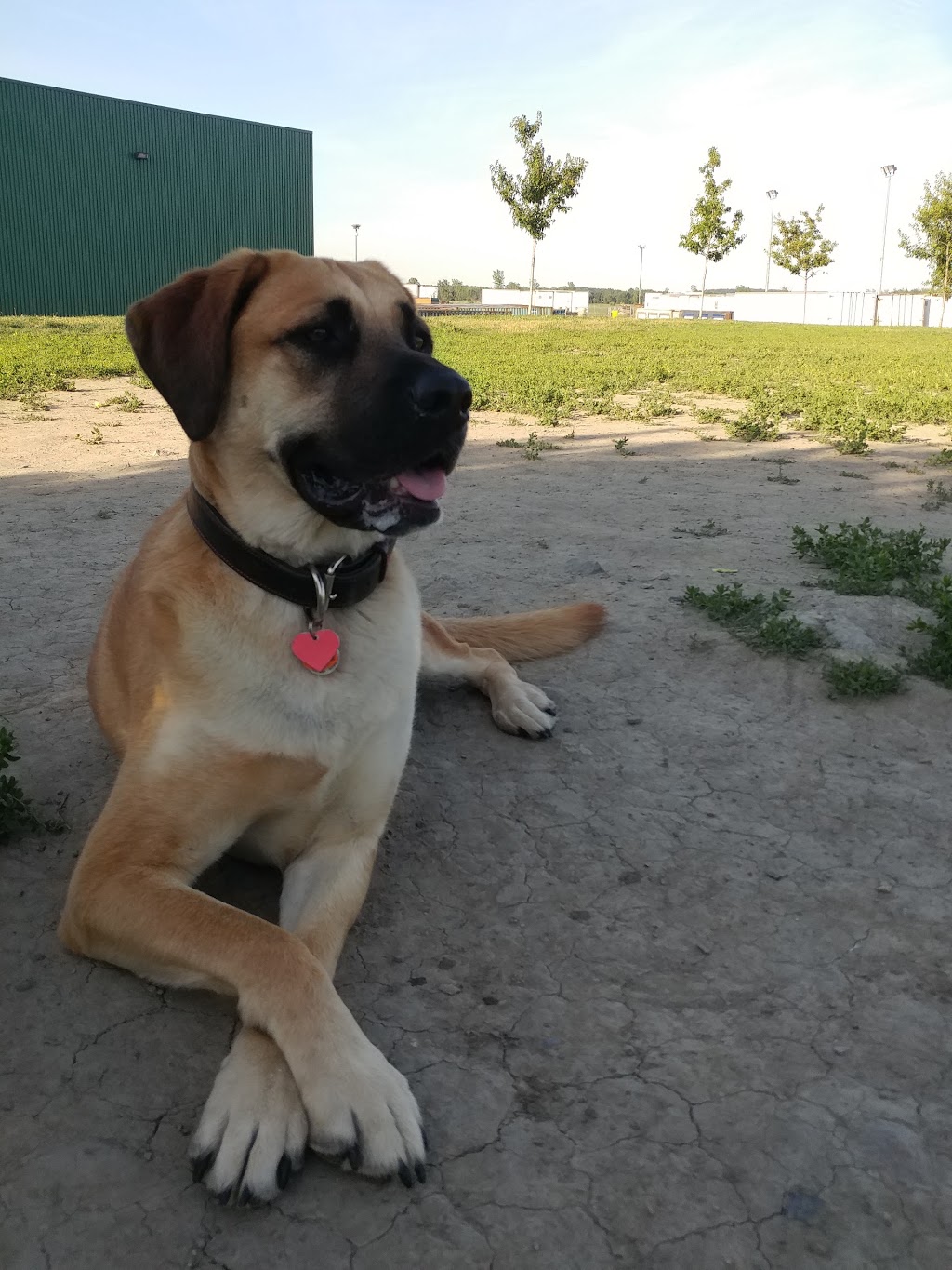 Parc à Chiens Beloeil | 1100 Rue Louis-Marchand, Beloeil, QC J3G 6S3, Canada