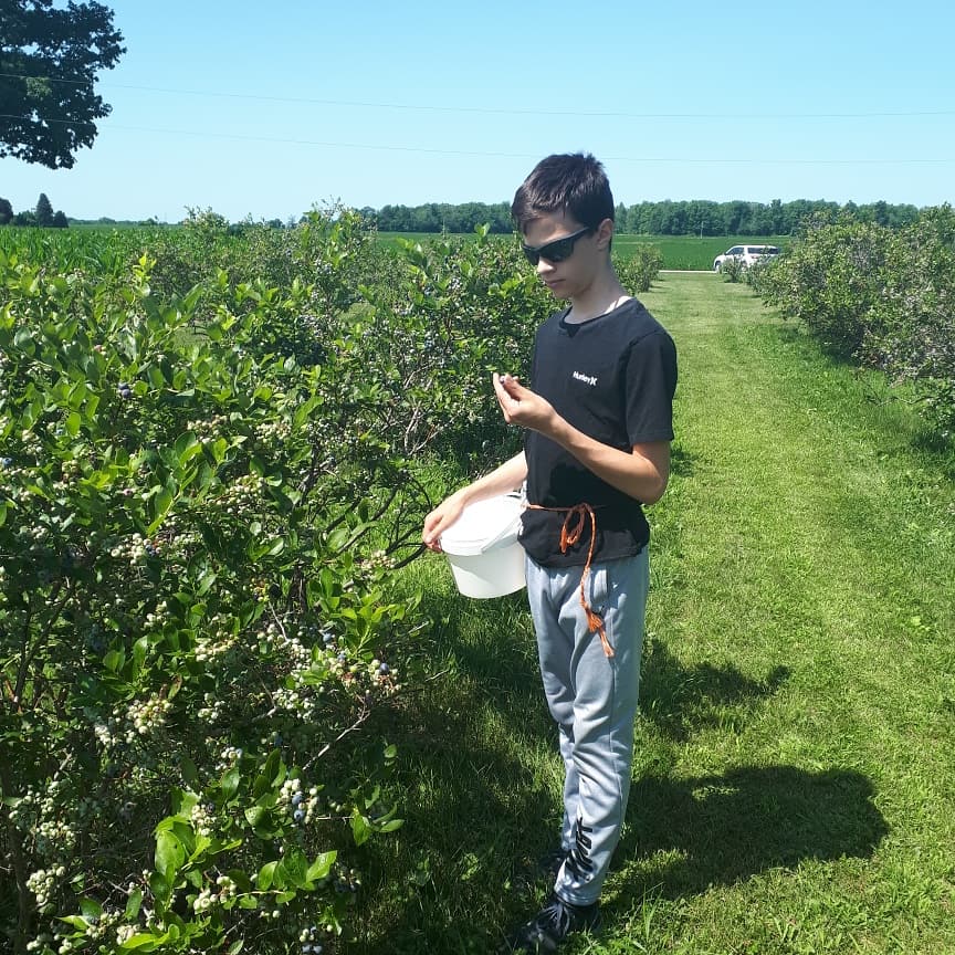 Walkers Blueberries | 1567 Bean Rd, New Hamburg, ON N3A 2X2, Canada | Phone: (519) 662-2558