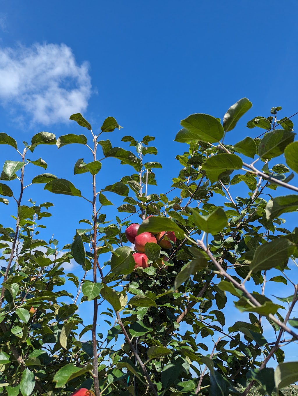 Belvedere Orchard U-Pick | 1481 Millboro Rd, North Wiltshire, PE C0A 1Y0, Canada | Phone: (902) 629-9974