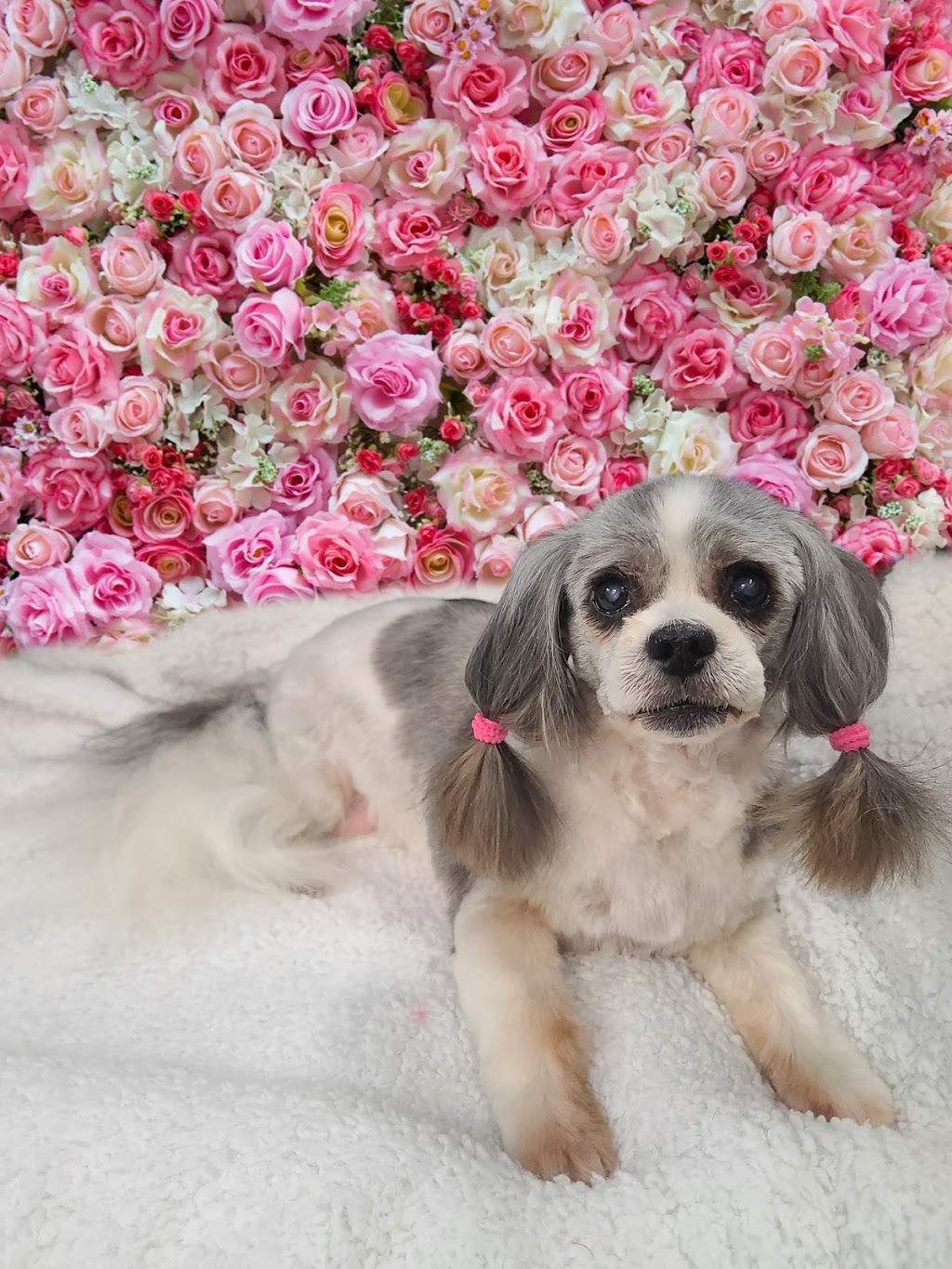 Squeaky Clean K-9s ~ Certified Dog Groomer | 117 Centre St S Bay 3, Sundre, AB T0M 1X0, Canada | Phone: (780) 898-1353