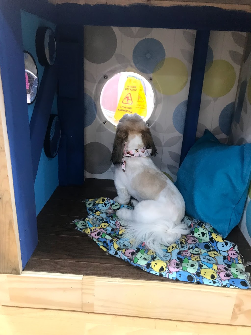 Ooh La La Pet Spaw | Mount Pearl Plaza, 7 Commonwealth Ave, Mount Pearl, NL A1N 1W3, Canada | Phone: (709) 758-7729