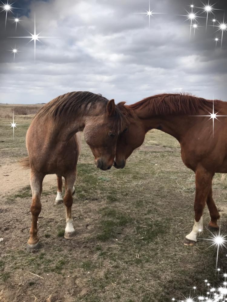 Double T Ranch | Box 213, QuAppelle, SK S0G 4A0, Canada | Phone: (306) 535-5649