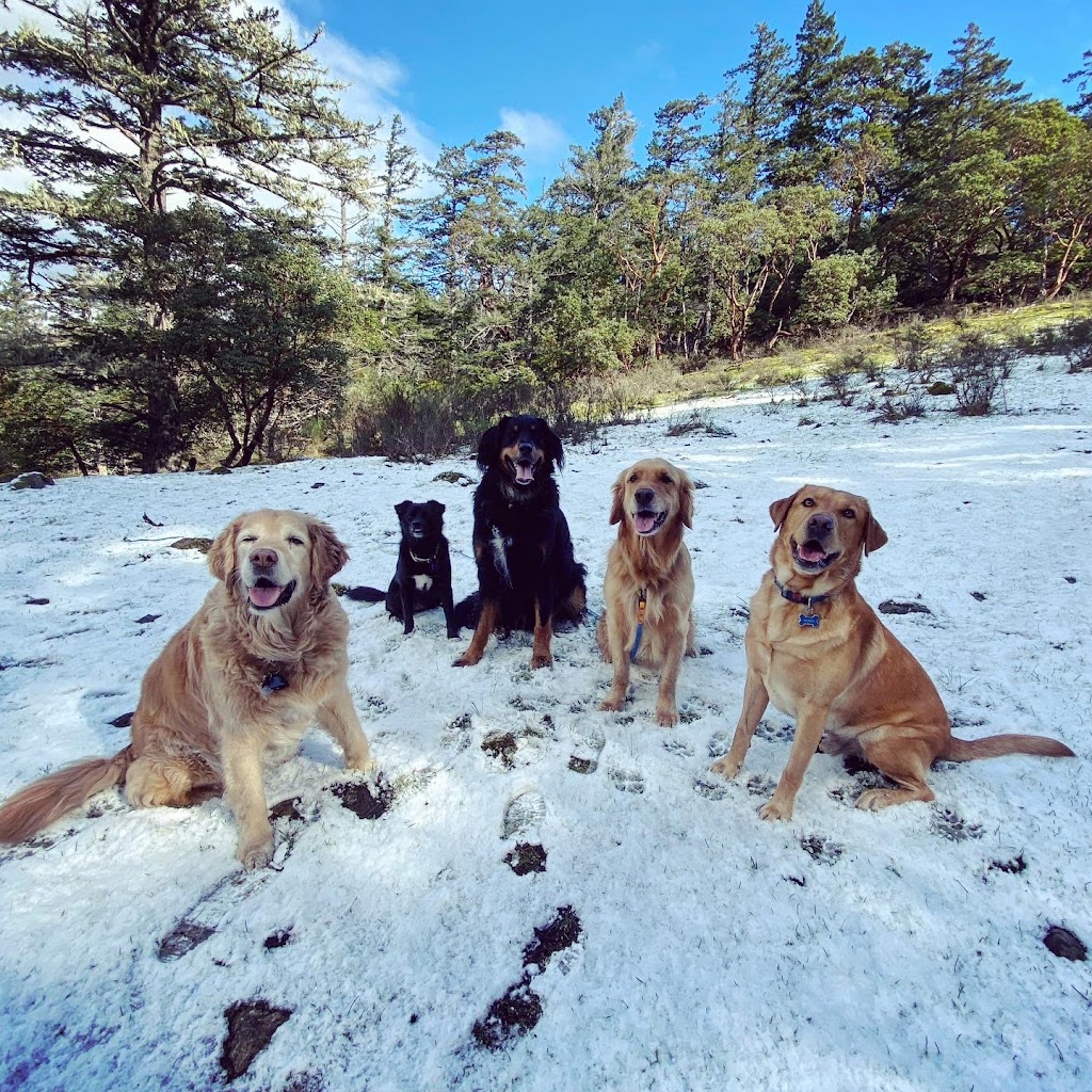 Pacific Dogwood Dogs | Adventure Dog Walker & Boarding | 2866 Leigh Rd, Langford, BC V9C 2P6, Canada | Phone: (250) 667-3704