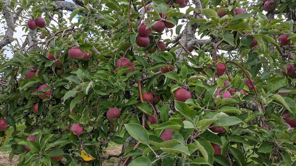 Bostwicks U-Pick Apples | 3469, NB-845, Long Reach, NB E5S 1X5, Canada | Phone: (506) 763-2943
