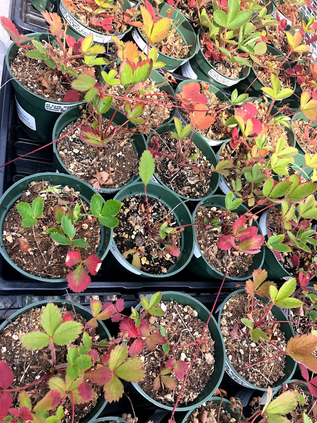 Kayanase - Ecological Restoration And Ecotourism | 993 1M0, Brant County Hwy 54, Ohsweken, ON N0A 1M0, Canada | Phone: (519) 770-0013