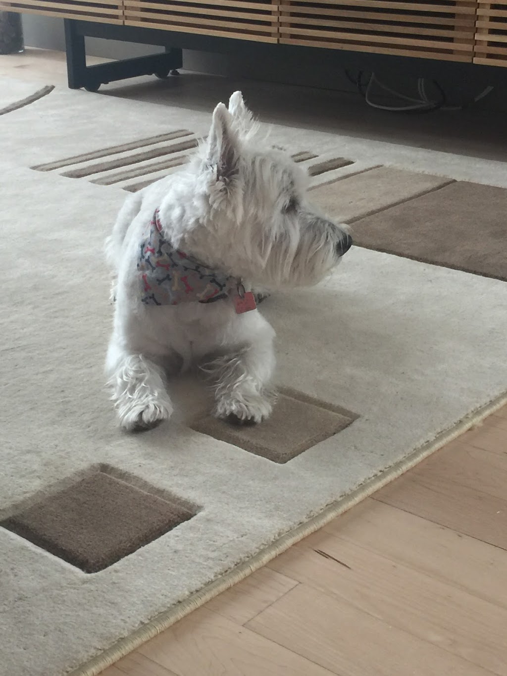 Tonte Passion Westie petit chien Westie | 9924 Rue de la Camomille, Québec, QC G2B 0P5, Canada | Phone: (581) 982-3615