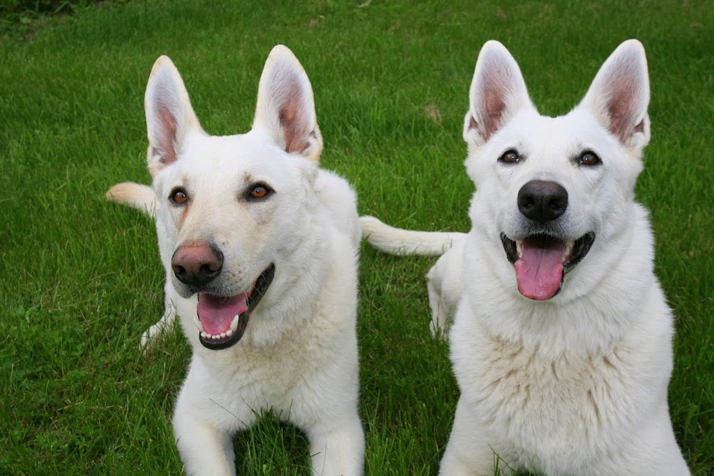 Maxsam White Shepherds | 4986 Winston Churchill Blvd, Erin, ON N0B 1T0, Canada | Phone: (416) 569-5060