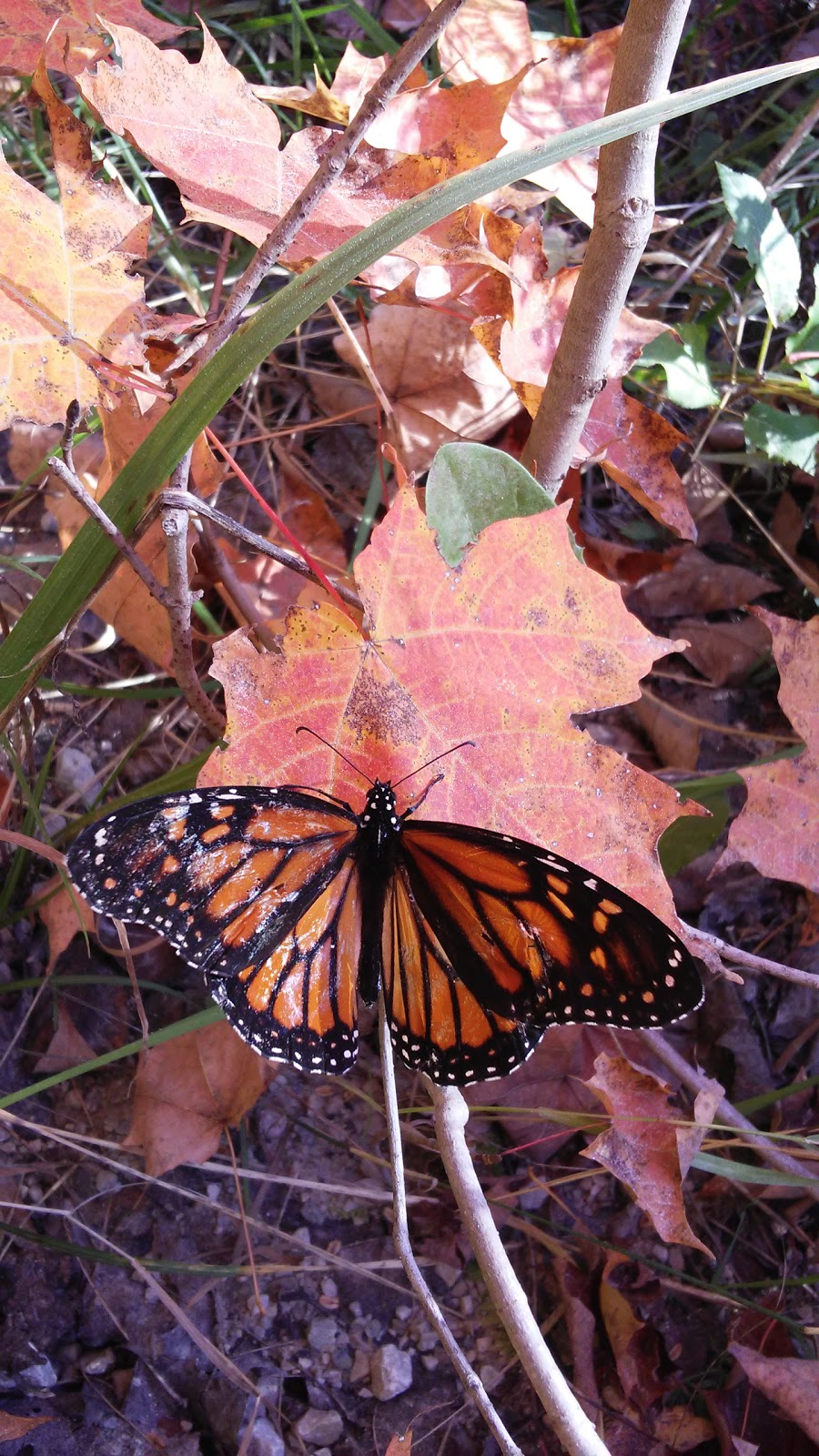 Kinghurst Nature Reserve | 175195 Concession Rd 6, Elmwood, ON N0G 1S0, Canada | Phone: (800) 440-2366