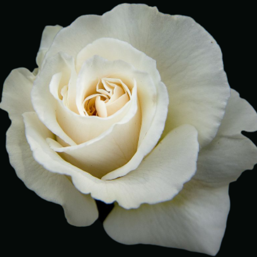 White Rose Relaxation Massage | 9120 147 St, Surrey, BC V3R 3V7, Canada | Phone: (604) 496-4315