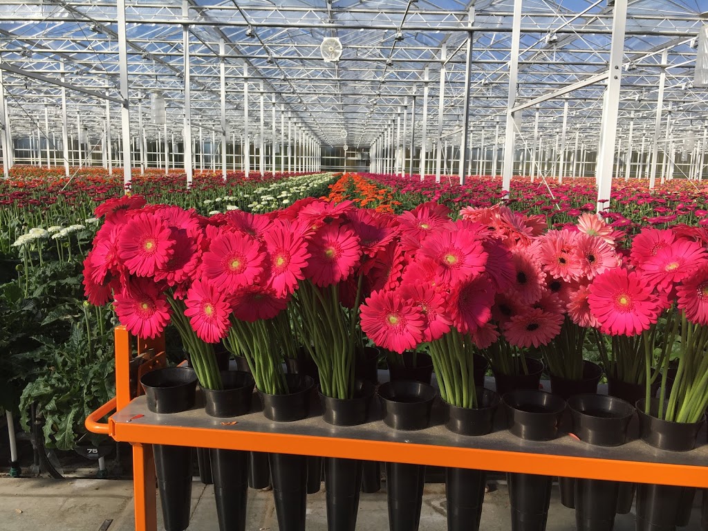 Hollandia Greenhouses,Ltd. | 19731 Richardson Rd, Pitt Meadows, BC V3Y 1Z1, Canada | Phone: (604) 460-1866