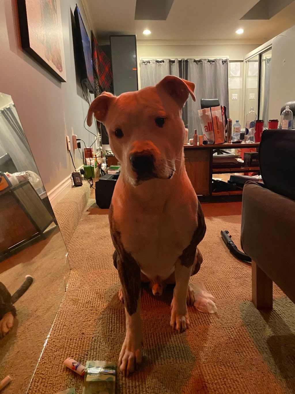 Mega Pitty Pitbulls | 17925 56a Ave, Surrey, BC V3S 4H5, Canada | Phone: (604) 835-7769