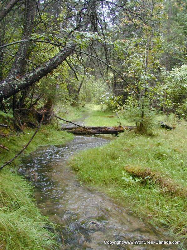 Wolf Creek Cabin | Ha Ha Creek Rd, Wardner, BC V0B 2J0, Canada | Phone: (813) 447-1458
