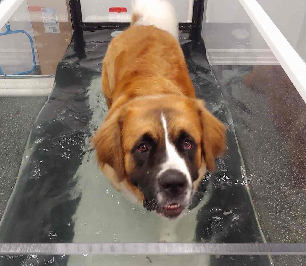 Mobility Matters Pet Rehabilitation | 2387 Lakeshore Rd W, Oakville, ON L6L 1H4, Canada | Phone: (905) 847-9424