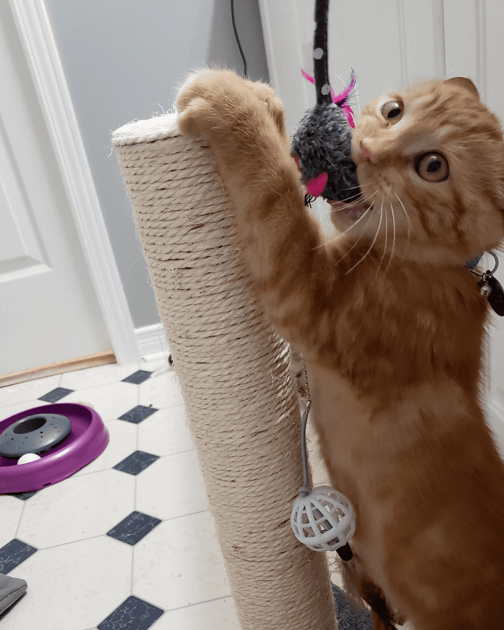 Priority Pet Boarding Service Inc. | 218 Beatrice Dr, Nepean, ON K2J 4P1, Canada | Phone: (514) 575-0544