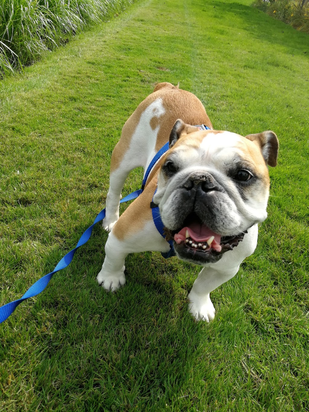 VCA Canada Don Mills Veterinary Practice | 25 Scarsdale Rd, North York, ON M3B 2R2, Canada | Phone: (416) 444-8495