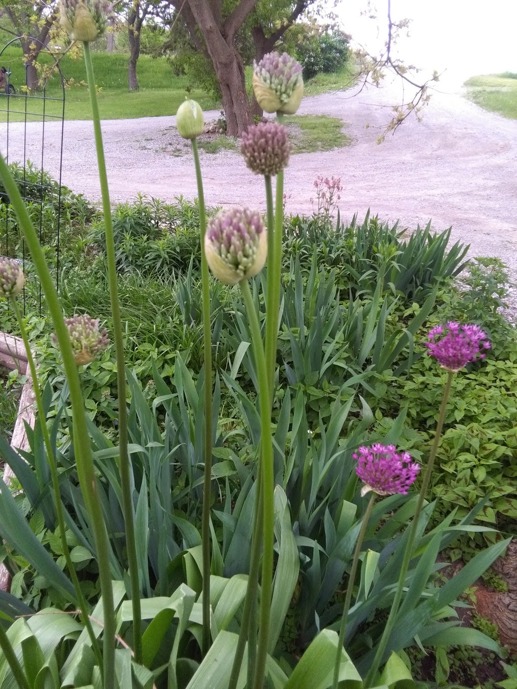 Kings Flower And Garden | 652 Norfolk St S, Simcoe, ON N3Y 4K1, Canada | Phone: (519) 426-3190