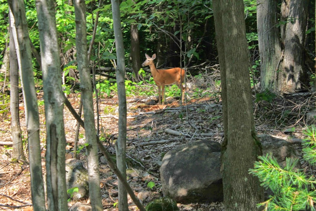 Killbear Provincial Park | 35 Eddie Ramsay Parkway, Nobel, ON P0G 1G0, Canada | Phone: (705) 342-5492