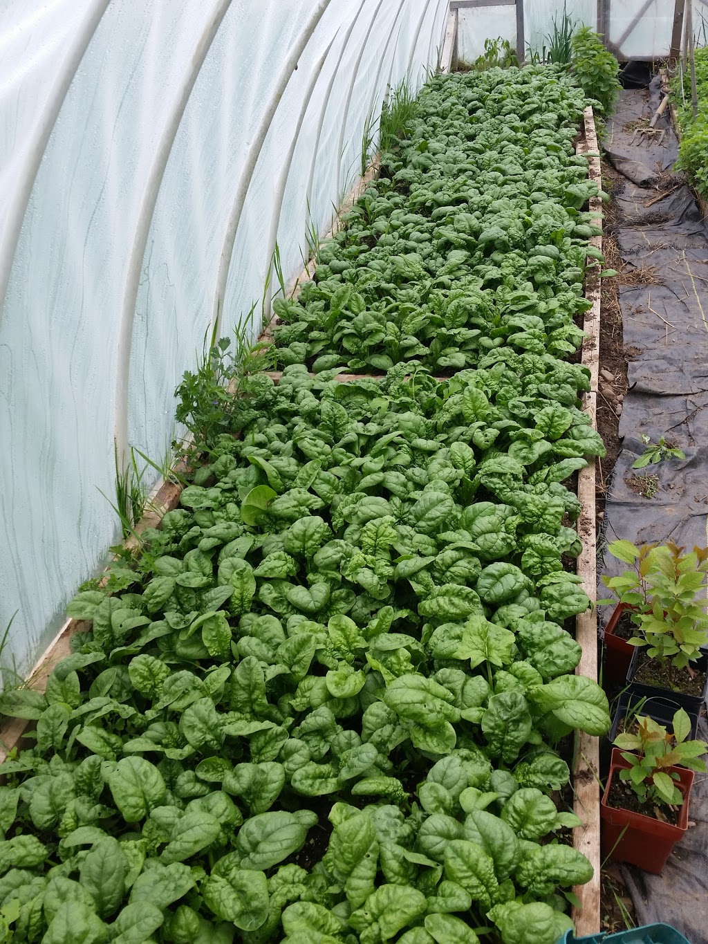 Cochrane Family Farm | 5324 NS-289, Upper Stewiacke, NS B0N 2P0, Canada | Phone: (902) 671-2378