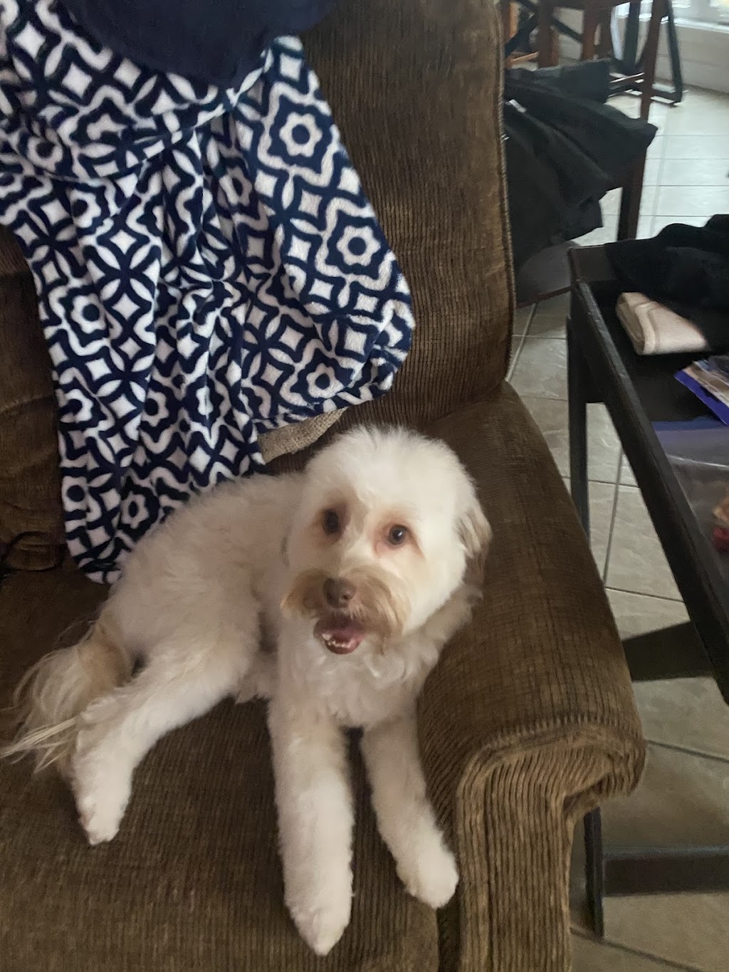 JenniFERS Grooming | 9 Queen St W, Elmvale, ON L0L 1P0, Canada | Phone: (705) 322-9583