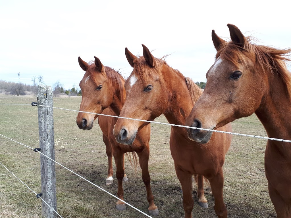 Four Winds Horsemanship Centre | 315 Blue Mountain Rd, Uxbridge, ON L9P 1R3, Canada | Phone: (416) 986-3426