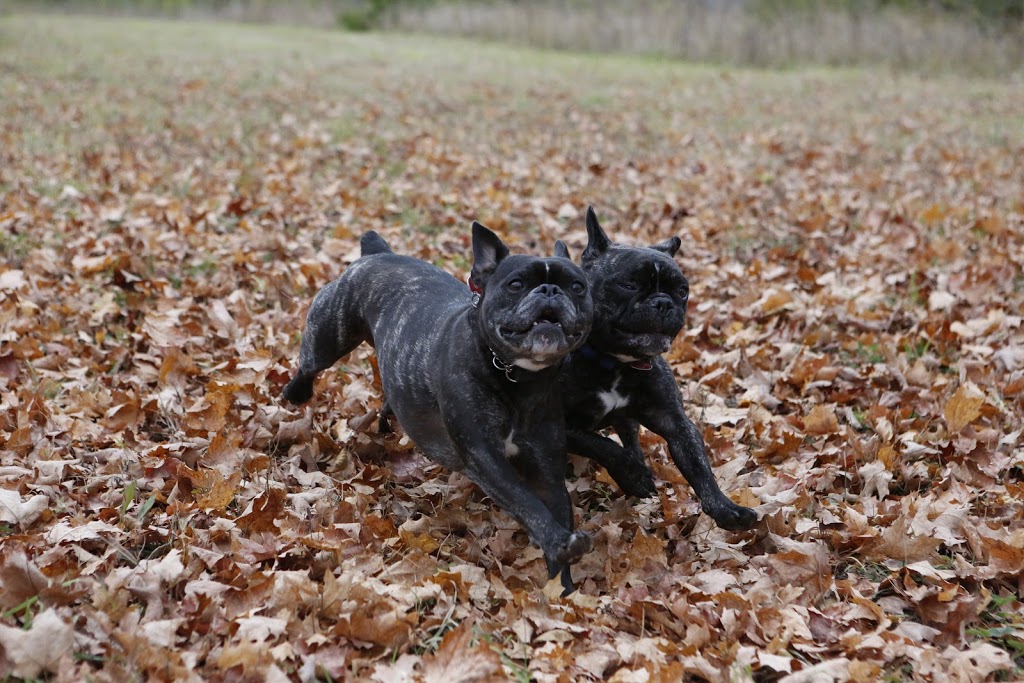 wilmot pet services | 12 Village Green Way, Baden, ON N3A 2V7, Canada | Phone: (519) 589-8595