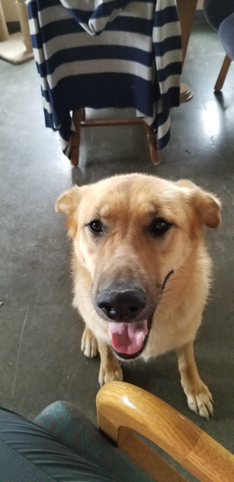 Pincher Creek Humane Society | 1086 Kettles St, Pincher Creek, AB T0K 1W0, Canada | Phone: (403) 627-5191