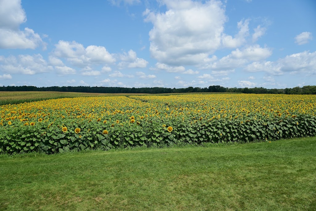 Braggs Wild Bird Seed | 3048 Concession Rd 3, Bowmanville, ON L1C 3K5, Canada | Phone: (905) 623-9198