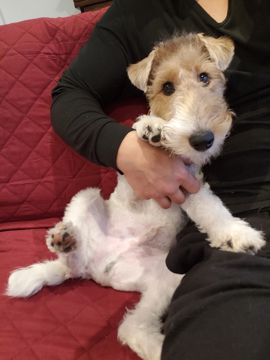 Doggieland | 1 Fairlawn Ave, Toronto, ON M5M 1S6, Canada | Phone: (647) 748-4364