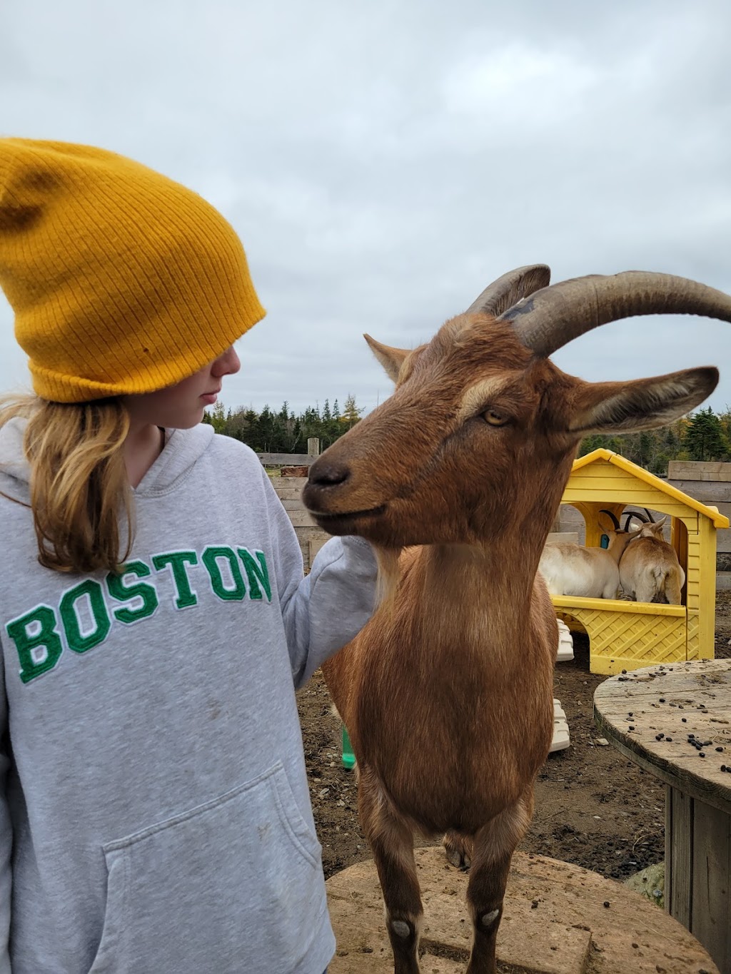 Ataraxy Farm | 33 Manetail Ln, Lawrencetown, NS B2Z 1S6, Canada | Phone: (902) 449-8109