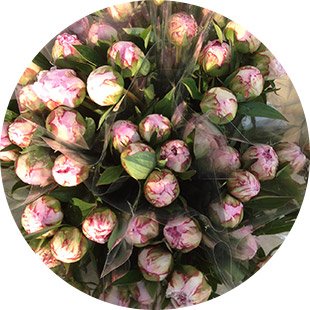 Flamborough Flowers LTD | 906 6th Concession West, Millgrove, ON L8B 1M9, Canada | Phone: (289) 439-3084