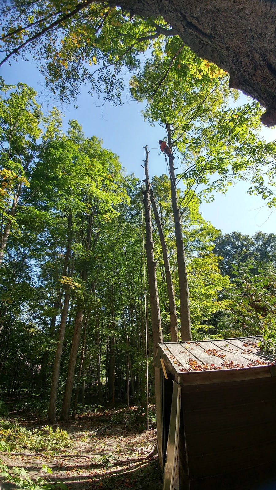 Cut-Rite Tree Service | 4279 5 Line N, Coldwater, ON L0K 1E0, Canada | Phone: (705) 737-6339