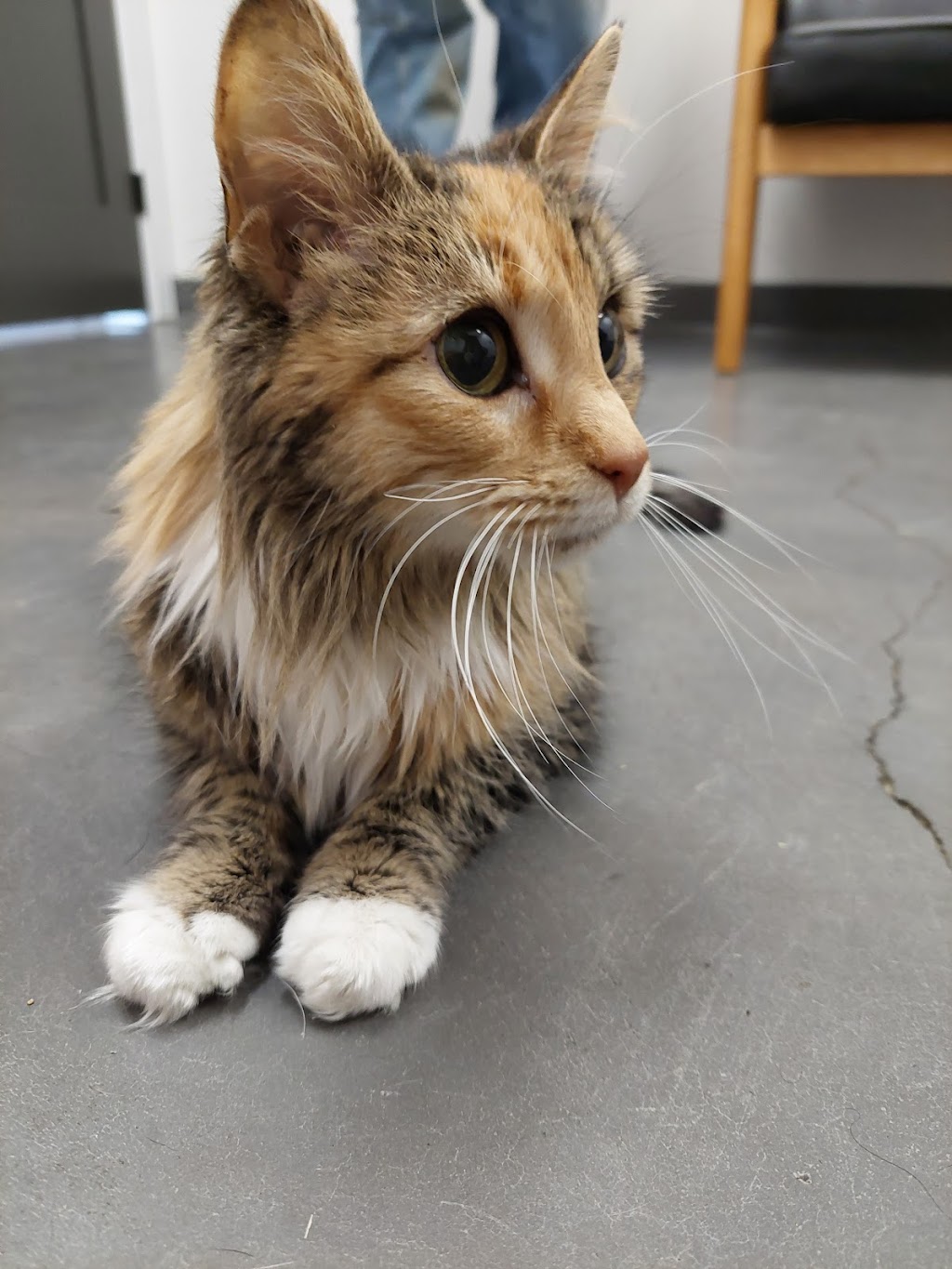 Fort MacLeod Veterinary Clinic Ltd. | 629 12 St, Fort Macleod, AB T0L 0Z0, Canada | Phone: (403) 553-4887