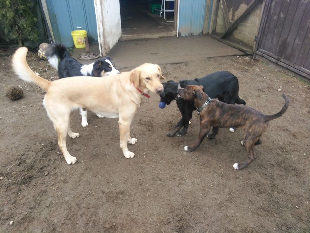 Happy Heeling Dog Daycare and Training | 1208 Bradner Rd, Abbotsford, BC V4X 1H8, Canada | Phone: (778) 779-1137